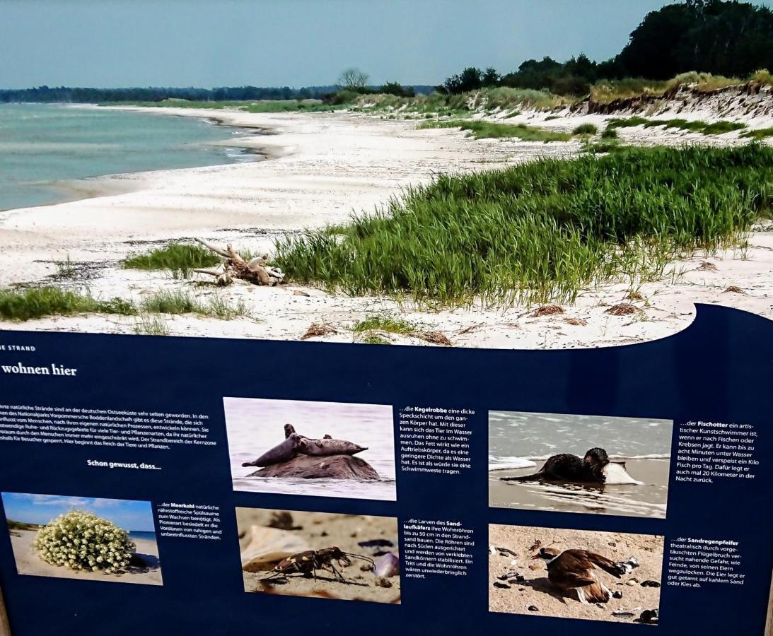 Ferienwohnung "Juliette" Zingst Esterno foto